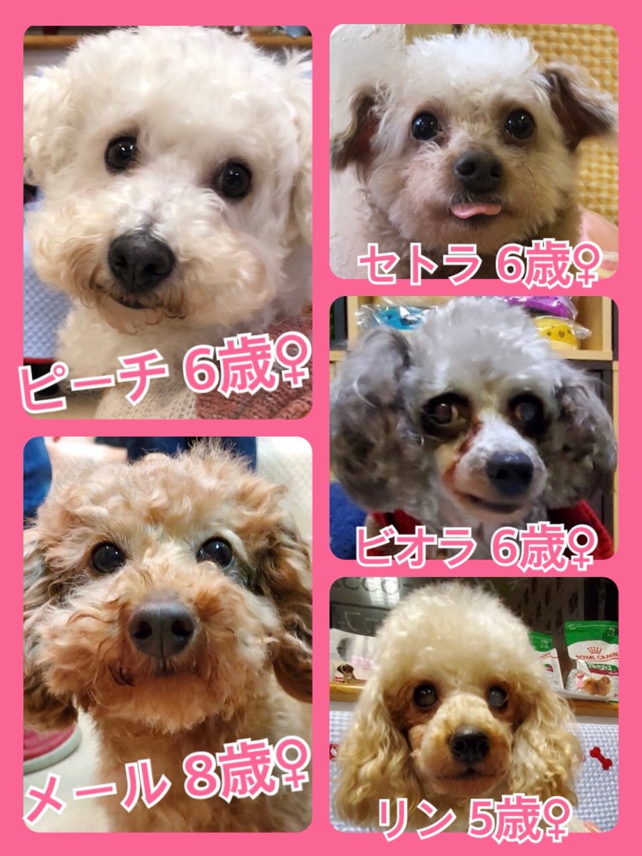 🐾今日の里親様募集中ワンコ🐶メンバーです🐾2020,3,30